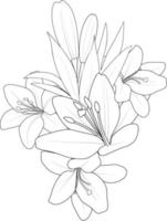 Lily flower Black outline drawing is perfect for coloring pages or books for children or adults. vector