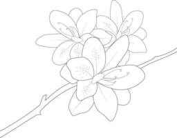 Illustration of sketch contour bouquet Azalea flowers hand-drawn coloring book of artistic, blossom flowers narcissus isolated on white background, sketch art leaf branch botanic collection. vector