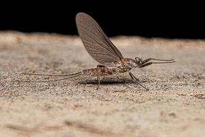 Adult Female Mayfly photo