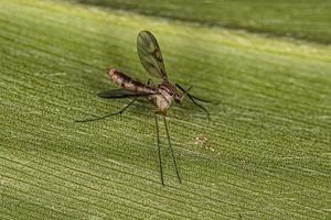 mosquito del hongo adulto foto
