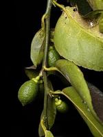 Small Lemon Fruit photo