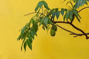 árbol frutal ambarella foto