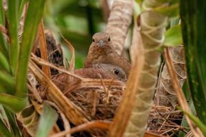 Ruddy Ground Dove photo