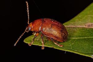 Adult Leaf Beetle photo