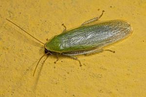 Adult Green Giant Cockroach photo