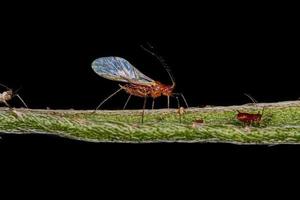 Group of small red aphids photo