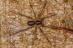 pequeña araña corinnoide foto