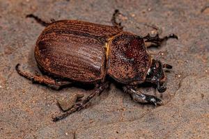 escarabajo rinoceronte adulto foto