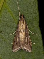 Adult Crambid Moth photo