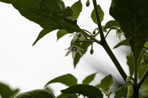 white flower of a small pepper photo