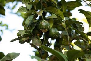 Small Lemon Fruit photo