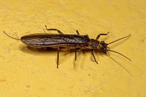 Adult Common Stonefly insect photo