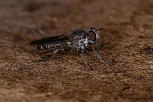 Adult Robber Fly photo