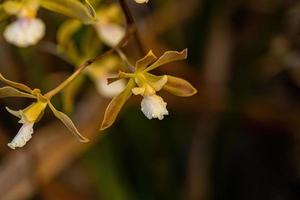 Small Orchid Flower photo