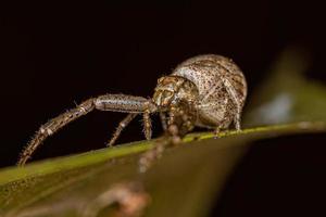 Adult Octopus Crab Spider photo