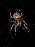 Small Orbweaver Spider photo