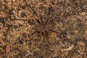 Small Nursery Web Spider photo