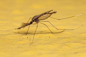 Adult Malaria Mosquito photo