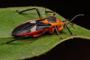 Adult Assassin Bug photo