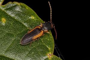 Adult Click Beetle photo