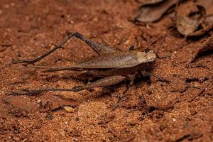 Adult True Cricket photo