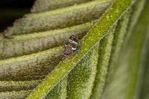 Typical Leafhopper Nymph photo