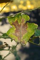 árbol jurubeba con daños en las hojas foto