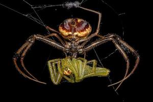 pequeña araña pirata hembra que se alimenta de una pequeña araña saltadora verde translúcida foto