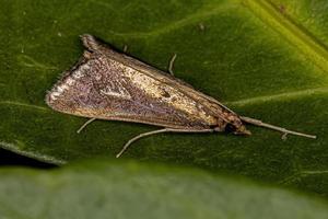 Adult Crambid Moth photo