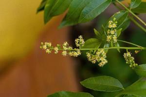 Ambarella Flowering Tree photo