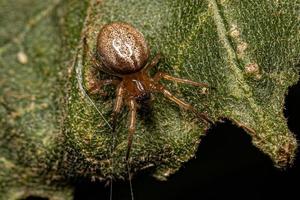 pequeño orbweaver clásico foto