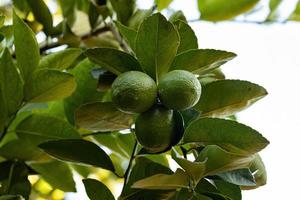 Small Lemon Fruit photo