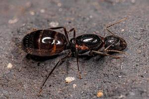 hormiga reina carpintero hembra adulta foto