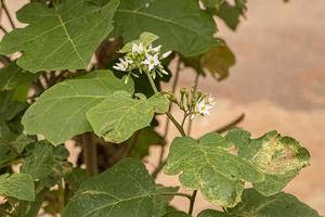 flowering plant commonly known as jurubeba photo