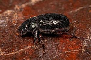 Escarabajo chafer hoja brillante adulto foto