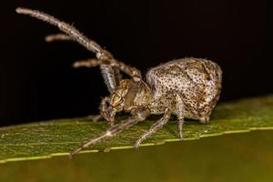 Adult Octopus Crab Spider photo