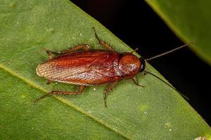 cucaracha de madera adulta foto