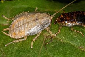 Wood Cockroach Nymph photo