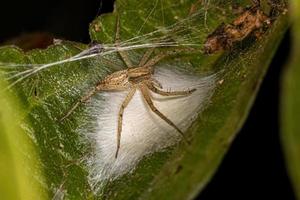 Small Female Running Crab Spider photo