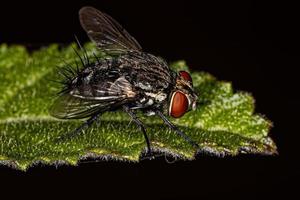 Adult Bristle Fly photo