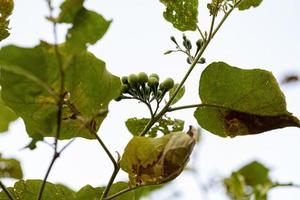 flowering plant commonly known as jurubeba photo