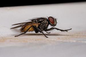 Adult Muscoid Fly photo