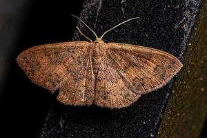 Adult Geometer Moth photo