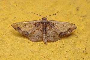 Adult Geometer Moth photo