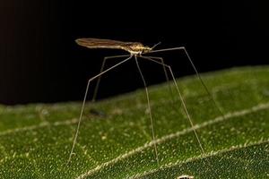 Adult Limoniid Crane Fly photo