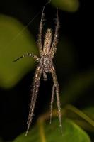 pequeña araña cazadora de cortezas foto