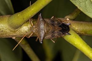 Adult Stink Bug photo