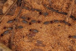 termitas superiores adultas foto