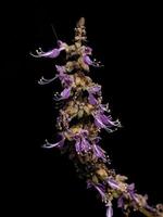 Indian Borage Flower photo