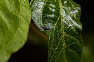 Small Elongate Springtail Arthropod photo